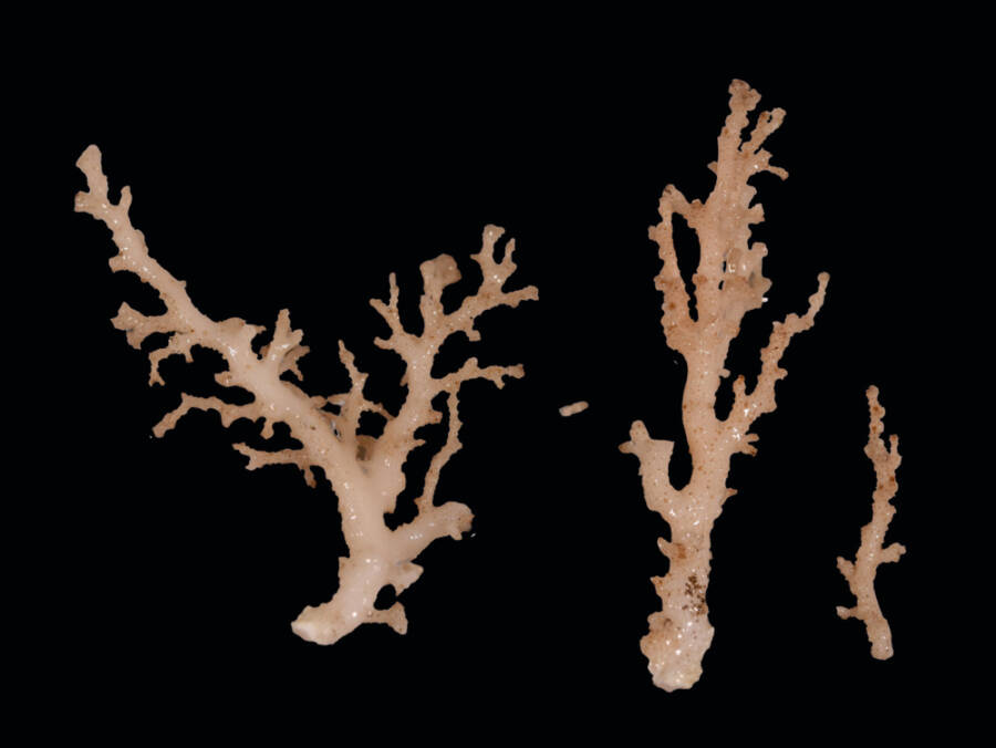 New Lace Coral Species
