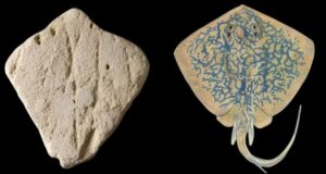Stone Alongside Stingray Featured