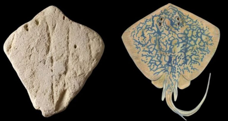 Stone Alongside Stingray Featured