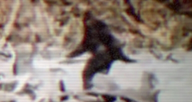Is Bigfoot Real Featured